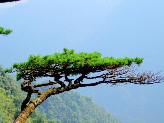银杉 银杉