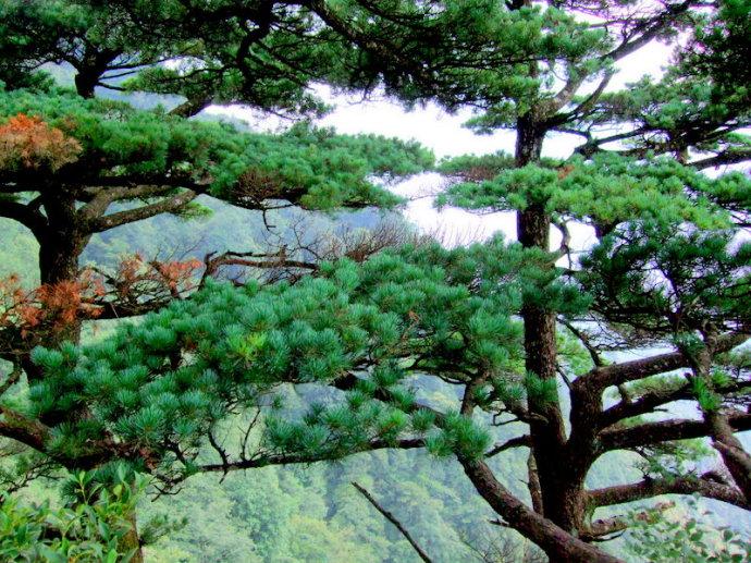 银杉 银杉